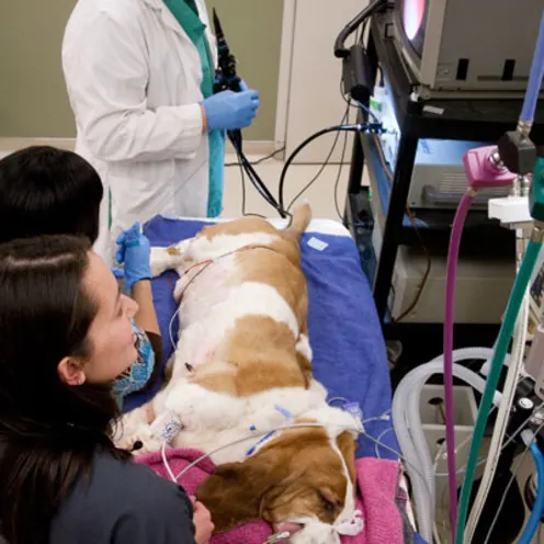 Dog undergoing surgery at Oregon Veterinary Specialty Hospital 